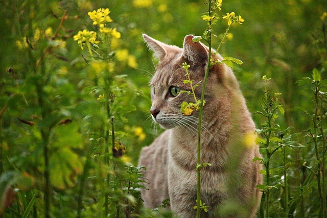 Katze stirbt nach Wurmkur