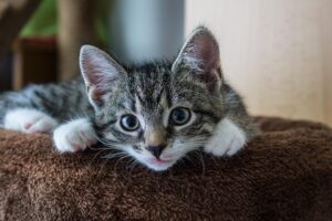 Wurmeiner können in der Wohnung überleben