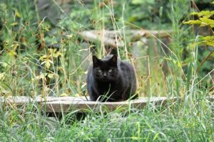 Freigängerkatzen benötigen häufigere Wurmkuren als Hauskatzen.