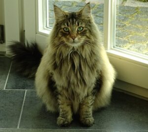 Norwegische Waldkatze