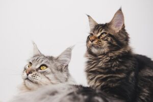 Größte Katzenrasse: Maine Coon