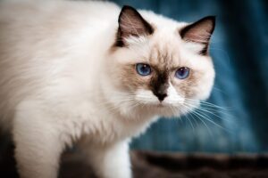 Große Katze: Ragdoll