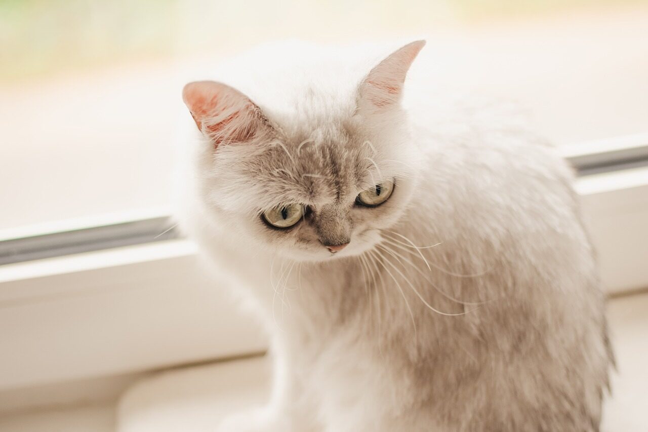katzen, british short hair, cat, mieze, nature, british, sweet, cute, animal, portrait, bkh, furry, head, big eyes, silver shaded, kitty, pet
